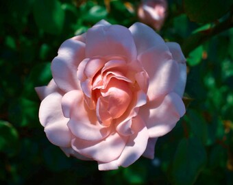 Blushing Rose | Soft Pink Flower Photography Print | Romantic Nature Wall Art | Calm Feminine Decor