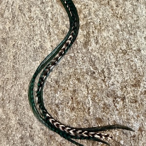 Pauwengroene bundel met extensions van 12"+ haarveren