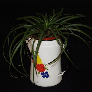 May include: A white enamel pitcher with a red rim and a fruit design painted on the side. The pitcher is filled with a green air plant.