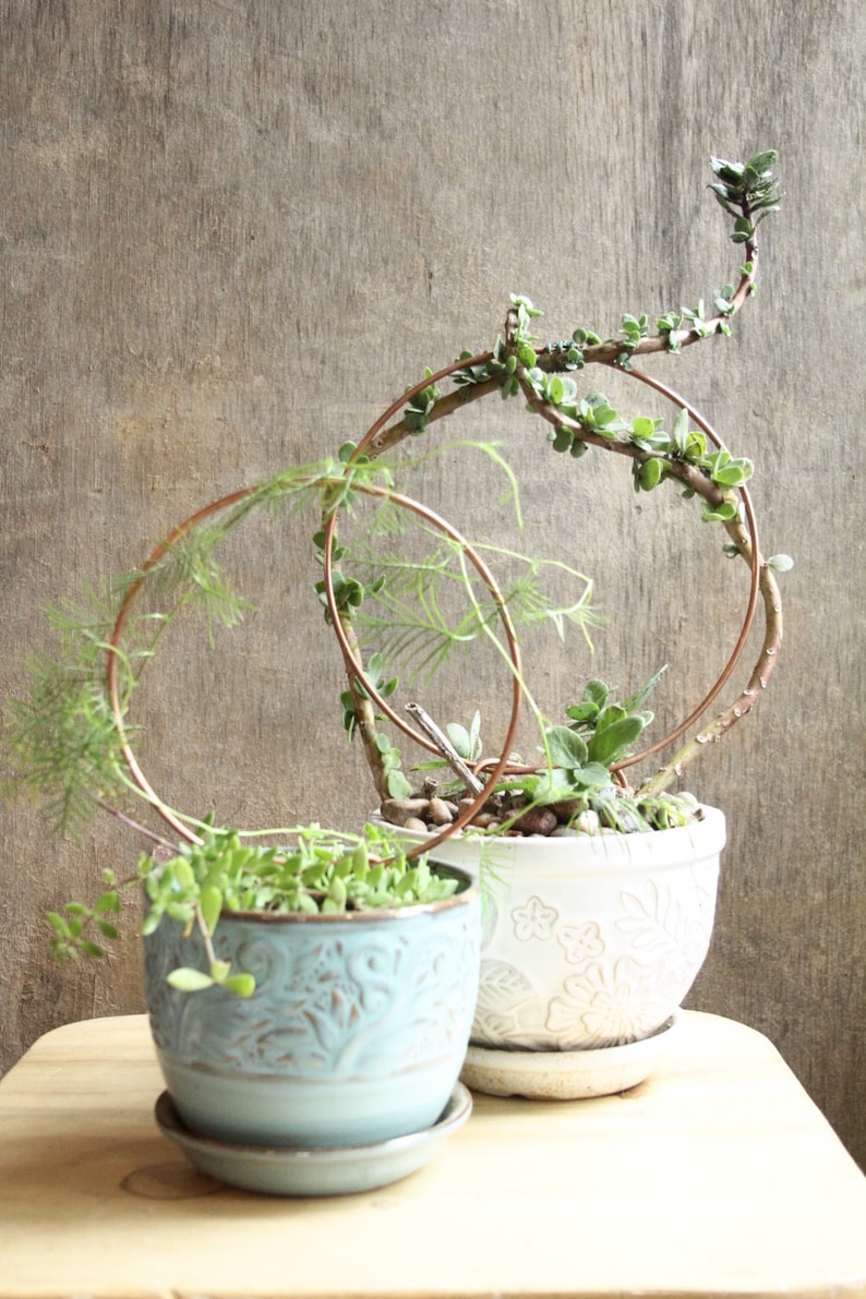 May include: Two potted plants with copper wire hoops. The plant on the left is in a light blue pot with a decorative design. The plant on the right is in a white pot with a floral design.