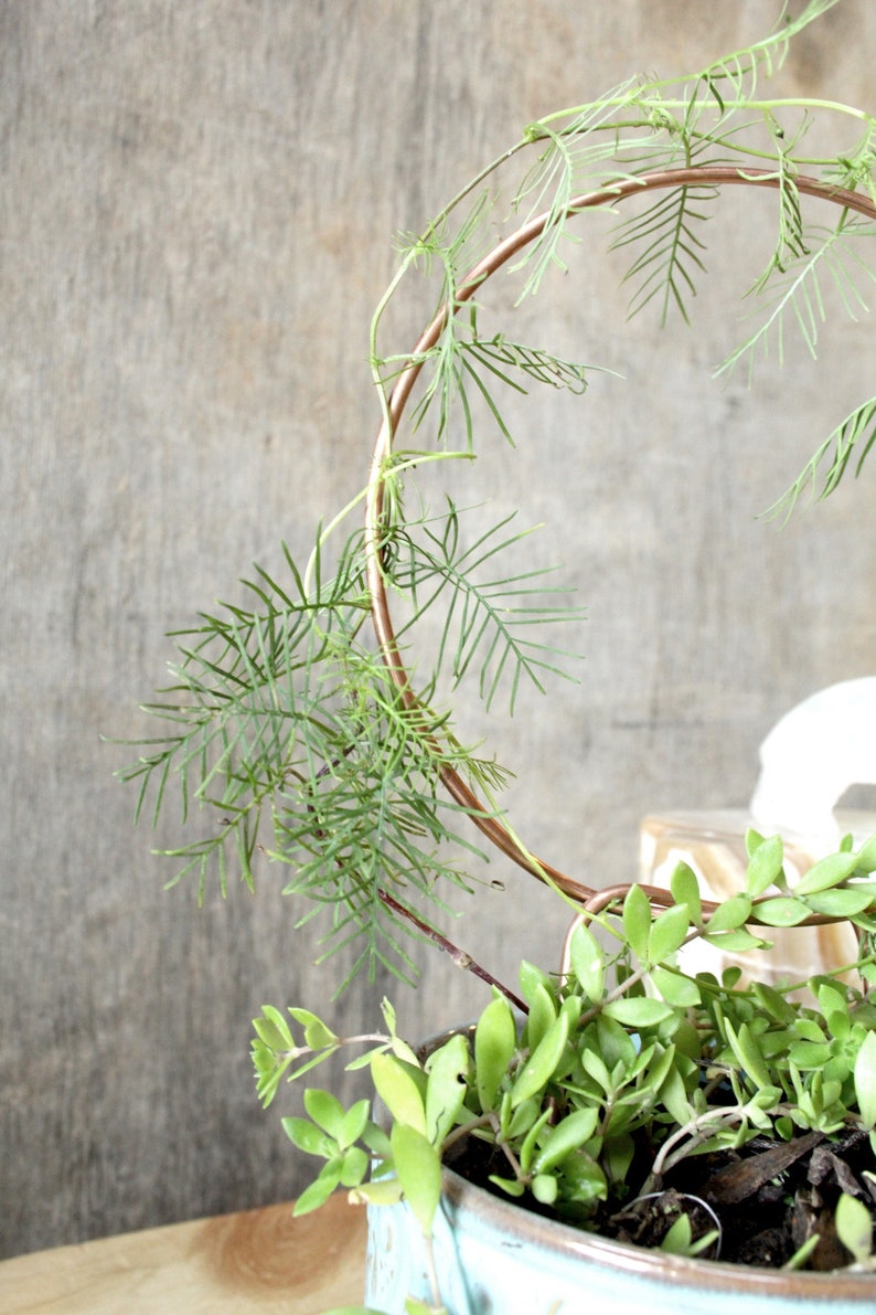 May include: A green plant with long, thin leaves growing around a copper hoop. The plant is in a blue ceramic pot.