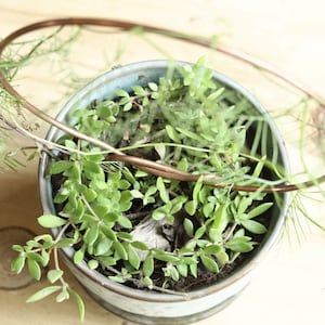 May include: A potted plant with green leaves growing inside a blue and white ceramic pot. A copper wire hoop is placed around the plant.