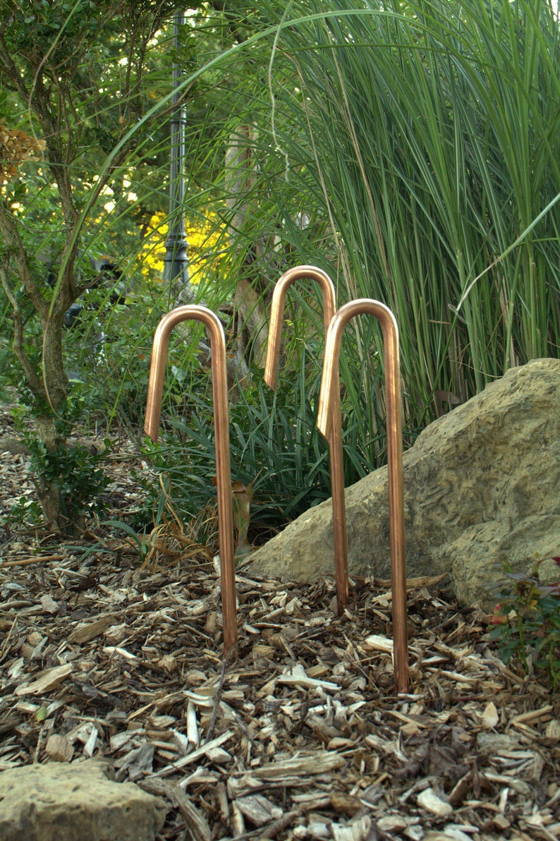 May include: Three copper garden stakes with a curved top, standing in a bed of brown wood chips.