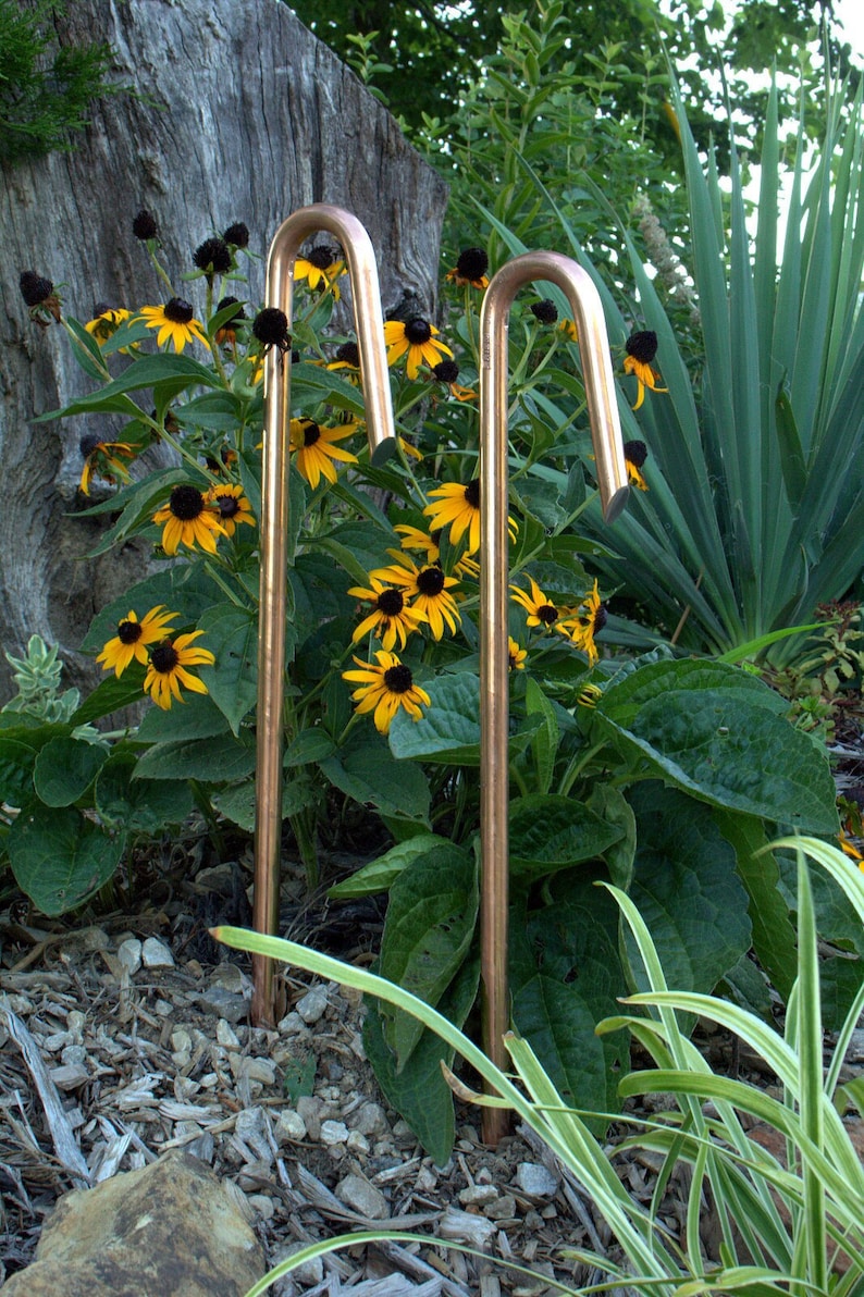 May include: Two copper garden stakes with a curved top, standing in a garden bed with yellow and black flowers.