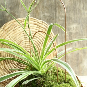 Copper Plant Arch Trellis for Houseplants, Hoya Support Wire Stake or Orchid Trellis