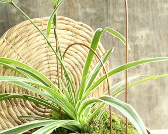 Copper Plant Arch Trellis for Houseplants, Hoya Support Wire Stake or Orchid Trellis