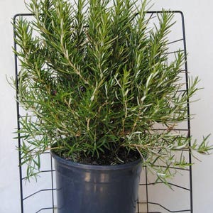 May include: A rosemary plant in a dark blue plastic pot, supported by a black metal frame. The plant has green, needle-like leaves. The background is plain white, accentuating the plant's fresh, green appearance. The pot is approximately 20 cm in diameter.