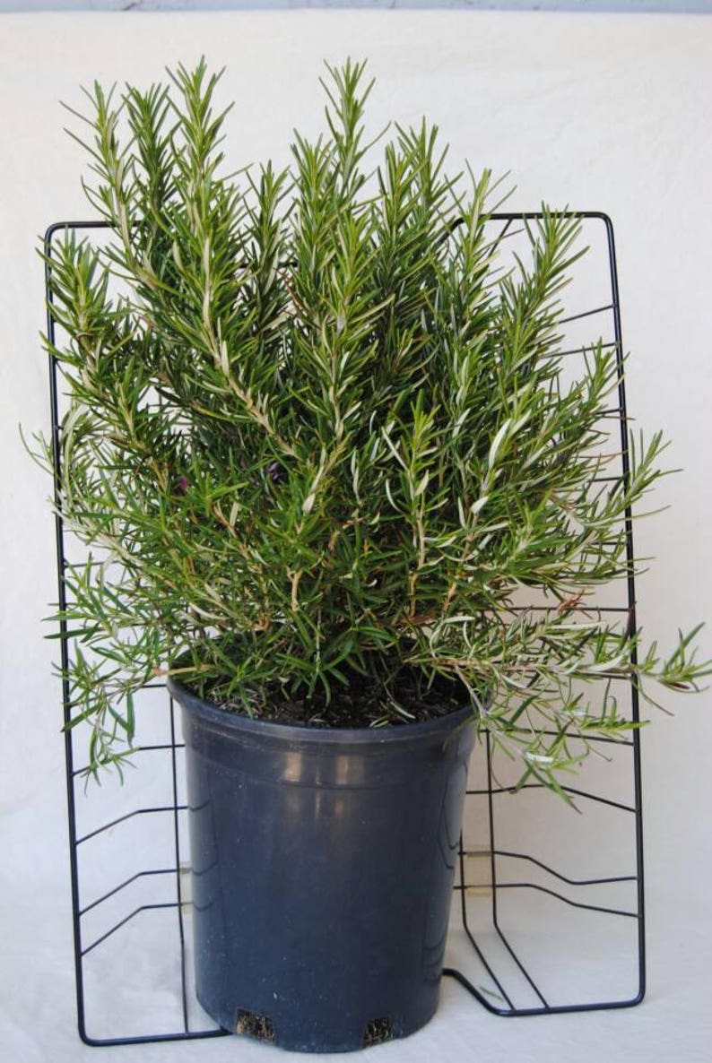 May include: A rosemary plant in a dark blue plastic pot, supported by a black metal frame. The plant has green, needle-like leaves. The background is plain white, accentuating the plant's fresh, green appearance. The pot is approximately 20 cm in diameter.
