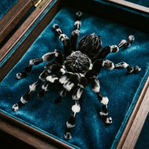 May include: A realistic spider figurine featuring a black and white fuzzy texture on its body and eight segmented legs. The spider is displayed inside a wooden box lined with a vibrant teal velvet fabric, creating a high-contrast visual display.
