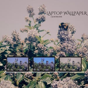 May include: Three laptops displaying a floral image, set against a backdrop of blooming lavender flowers and green foliage. A bumblebee rests on a flower. The text "Laptop Wallpaper | Quietbloom" is displayed at the top.