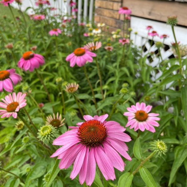 Purple Coneflower Seeds, Echinacea, Native Perennials