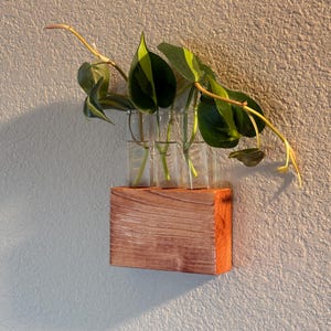 Peut inclure: Un support mural en bois pour la propagation de plantes avec quatre éprouvettes en verre transparent contenant des boutures de plantes. La base en bois est rectangulaire et teintée d'un brun chaud. Les boutures ont des feuilles vertes et jaunes.