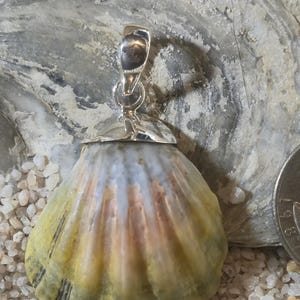 May include: A pendant featuring a natural seashell with a silver-colored bail. The shell has a yellow, gray, and brown color gradient. The pendant is set on a bed of small white pebbles.