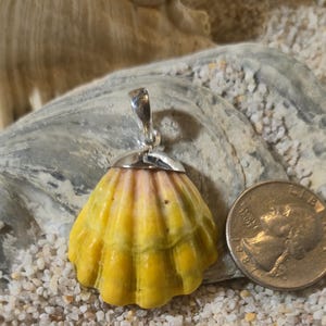 May include: A yellow and pink seashell pendant with a silver bail. The pendant is next to a quarter coin on a bed of sand. The seashell has a ridged texture and a natural, organic shape. The pendant is likely a piece of jewelry.