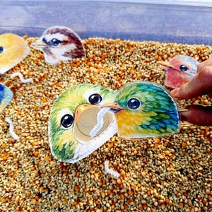 Puede incluir: Una colección de recortes de pájaros coloridos, con plumas verdes, amarillas y azules, se colocan sobre un lecho de granos. Una mano sostiene un recorte. Los pájaros tienen ojos grandes y oscuros y están representados con un gusano en el pico.