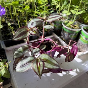 Puede incluir: Primer plano de una planta de judío errante en maceta, con hojas verdes y moradas a rayas. La planta está en una maceta morada pequeña, rodeada de otras plantas pequeñas en recipientes negros y transparentes. Se ve una flor de petunia morada.