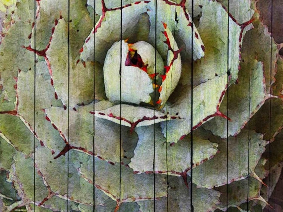 Agave. Canvas Print by Irena Orlov 24x36"