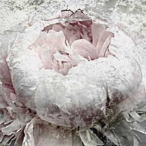 May include: Close-up of a peony flower with soft pink petals and a textured, distressed white overlay. The image has a vintage, artistic aesthetic, with a focus on the flower's delicate details and form.