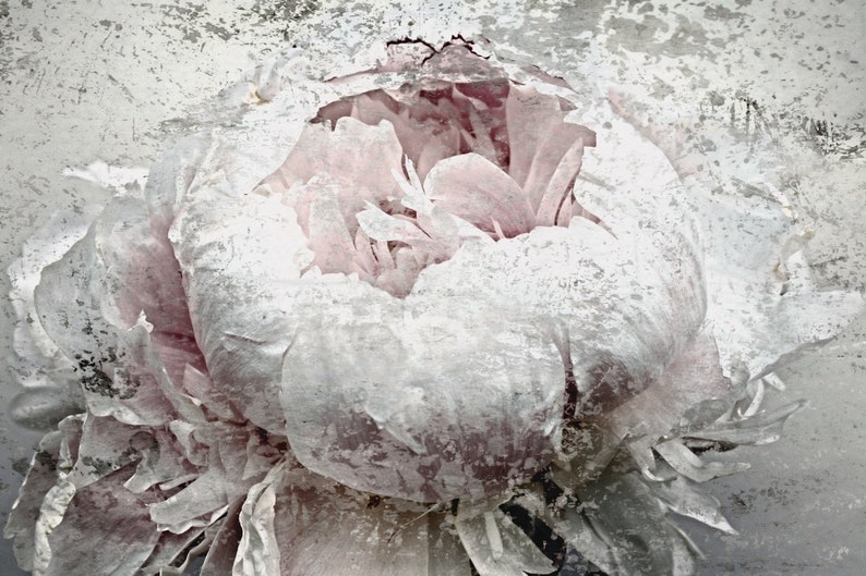 May include: Close-up of a peony flower with soft pink petals and a textured, distressed white overlay. The image has a vintage, artistic aesthetic, with a focus on the flower's delicate details and form.