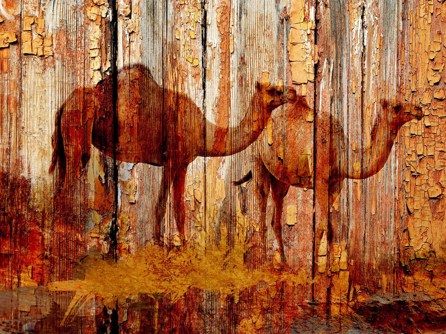 Camels. Camel Rustic Orange Brown Canvas Art Print by Irena Etsy