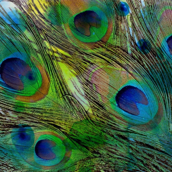 Peacock feather . Canvas Print by Irena Orlov 30" x 30"