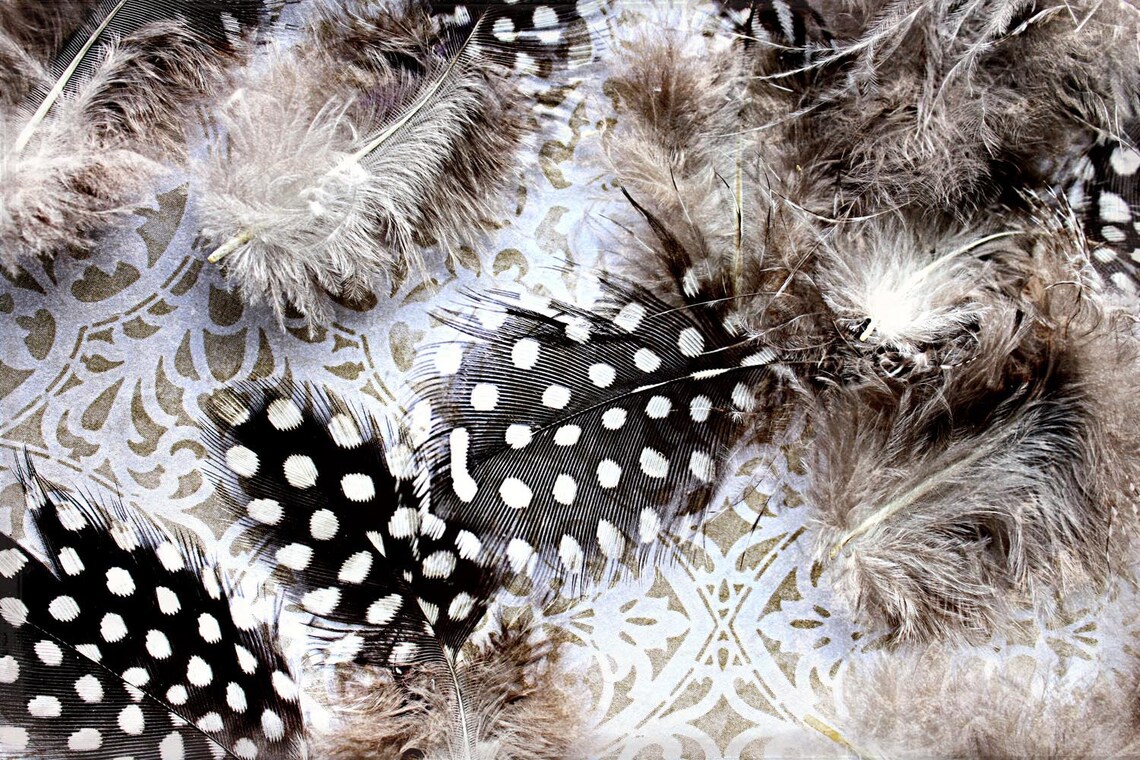 White Dot Feather. Black Brown Feather Photography Wall Etsy