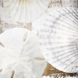 May include: A close-up of three white seashells with a textured surface. The shells are arranged in a circular pattern on a brown background.