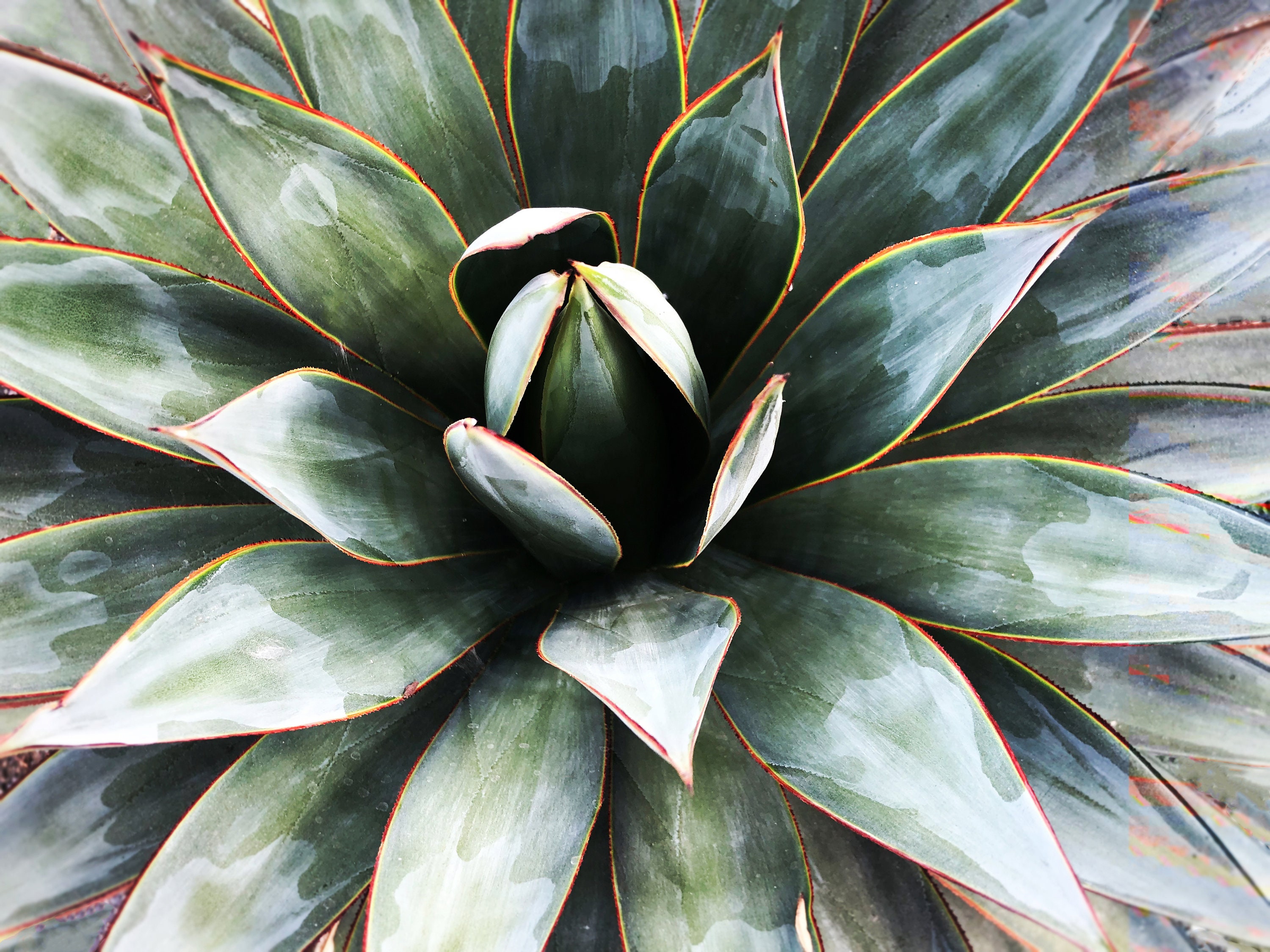Agave Heart 2 1 SUCCULENT Wall Art Pale Green CANVAS Prints