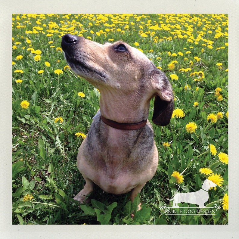 May include: A Dachshund dog with tan and gray fur, wearing a brown collar, sits in a field of green grass and yellow dandelions. The dog is looking up with its head tilted back. The image has a soft, natural light and a focus on the dog.
