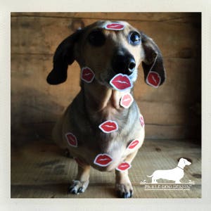 Long Doxie Love. Note Card Romantic Card, Anniversary, Dog, Cute, Dachshund, Vintage-Style, Weiner Dog, Rustic, I Love You This Much image 9