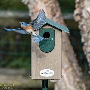 JCS Wildlife Ultimate Bluebird House With Poly Lumber Roof Equipped with View Door and Clean Out Door