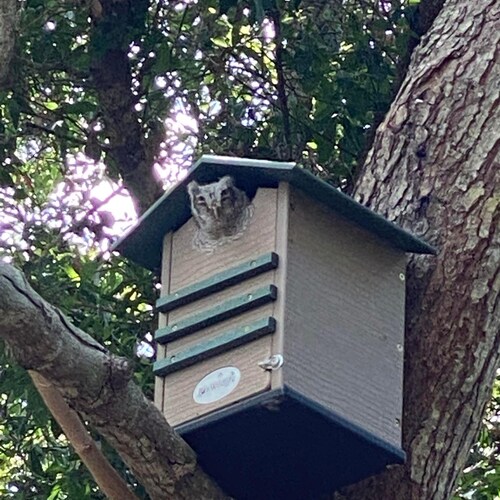 Nichoir pour chouette effraie en bois de polyéthylène recyclé - Fabriqué aux États-Unis