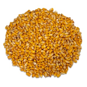 JCS Wildlife Critter Corn Shelled Feed Corn 40 lbs - Locally Grown in Southern Indiana - Attracts Squirrels, Deer, Turkeys, Ducks, and More!