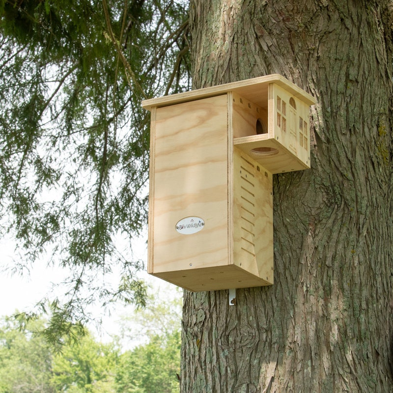 Squirrel House With Camera - Etsy