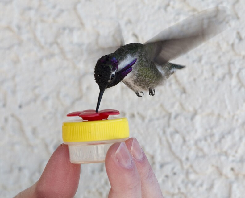 Handheld Hummingbird Feeder Kit Everything You Need to Etsy