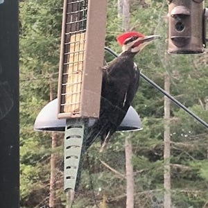 Recycled Poly Lumber Suet Feeder with Tail Prop zdjęcie 10