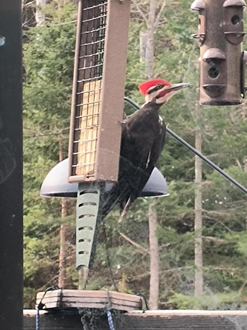 Recycled Poly Lumber Suet Feeder with Tail Prop zdjęcie 10