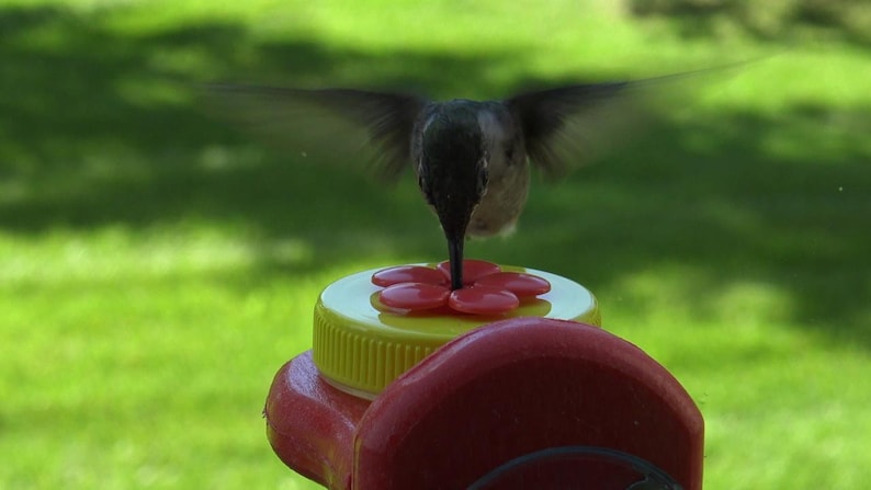 Buying a Bird Feeder That Outsmarts the Squirrels