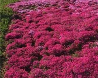 Oltre 200 semi minuscoli di timo strisciante rosso (Thymus praecox) - Pianta perenne tappezzante per prati e giardini.