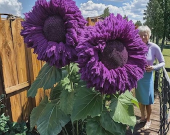 50+ Lila Riesen Teddybär Sonnenblumenkerne | Seltene flauschige doppelte Zierblüten