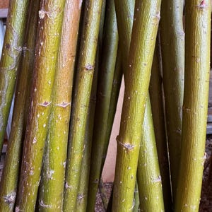 May include: Close-up of a bundle of green and brown tree branches. The branches have a textured surface with small white spots and are varying shades of green and brown. The image is well-lit, highlighting the natural colors and textures of the wood.