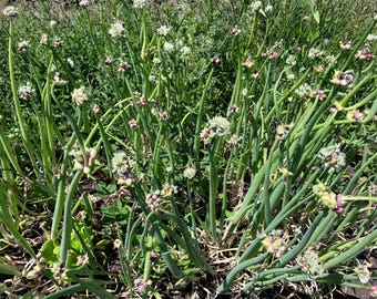25 organically grown / no-spray perennial egyptian walking onion bulbs ready to start walking in your permaculture garden!