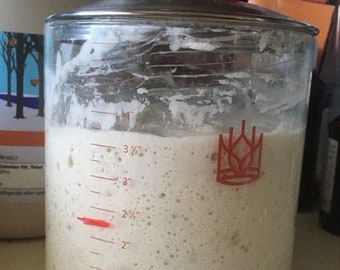 historic french 1700s sourdough starter--fresh, not dehydrated!