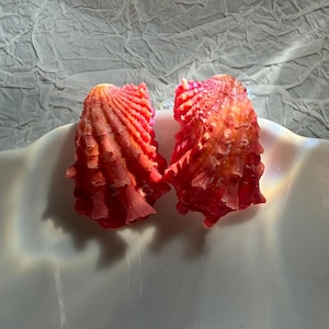 Puede incluir: Dos conchas marinas rojas y anaranjadas con superficies texturizadas. Se exhiben sobre una superficie blanca y curvada, con un fondo texturizado blanquecino. Las conchas tienen una apariencia natural y orgánica.
