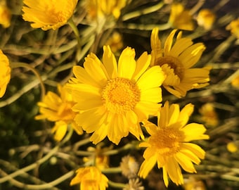 Angelita Daisy - Seeds (Baileya Multiradiata)