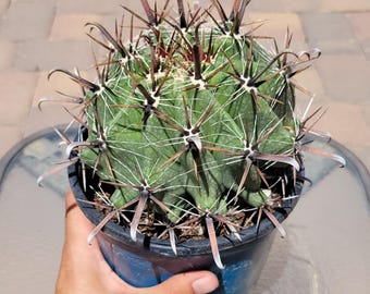 Fishhook Barrel Cactus - Bare Root (Ferocactus wislizeni)