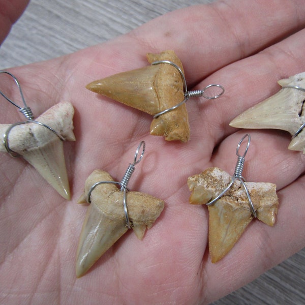 Shark Tooth Wire Wrapped Pendant P 57