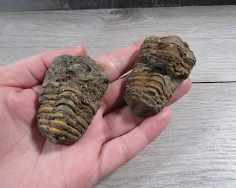 メタカンティナ化石三葉虫 - デボン紀、タブーマクルフ層