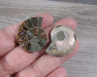 Ammonite Small Fossil Pair with Polished Front M234