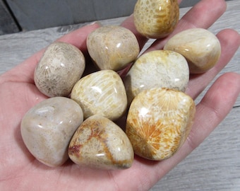 Fossil Stone Coral Tumbled Stone 1 inch + Crystal